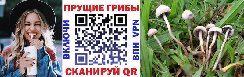 Галлюциногенные грибы мицелий  Купить где  Светлый 